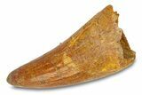 Cretaceous Fossil Crocodylomorph Tooth - Morocco #292242-1